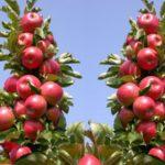 พันธุ์อาร์บัต