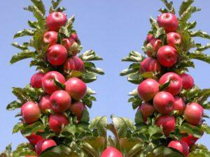 คำอธิบายเกี่ยวกับต้นแอปเปิลทรงเสาพันธุ์ Arbat และความละเอียดอ่อนในการปลูก