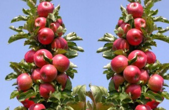 พันธุ์อาร์บัต