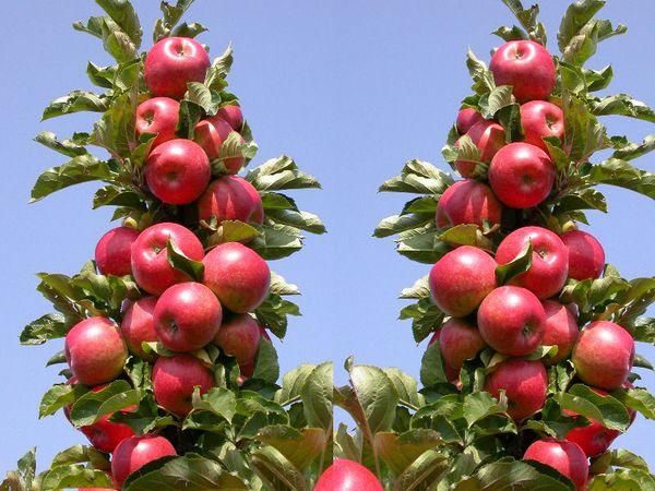 พันธุ์อาร์บัต