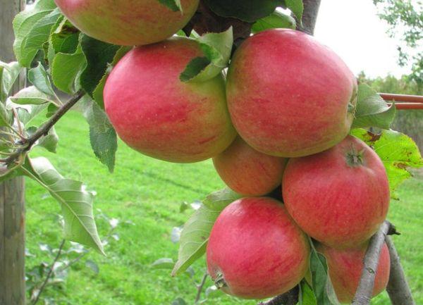 แอปเปิ้ลสุก