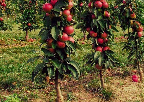 การคลายและคลุมดิน