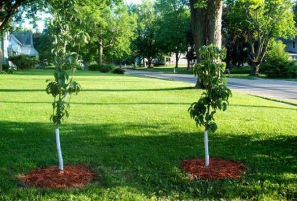 ต้นกล้าอาร์บัต