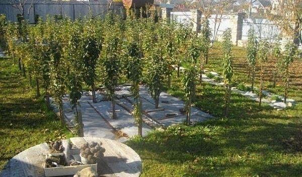 ต้นกล้าต้นแอปเปิ้ล