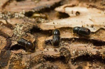 ด้วงเปลือกไม้เป็นศัตรูพืช