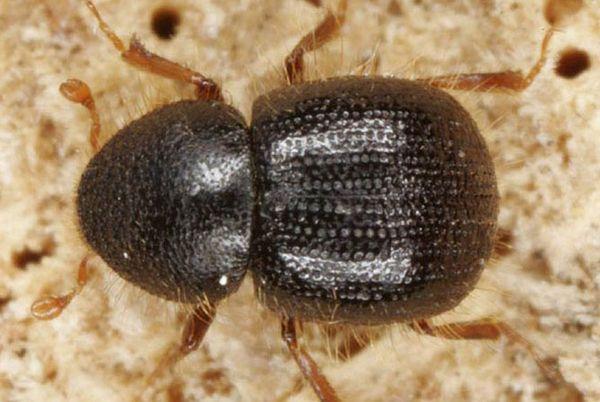 ด้วงเปลือกไม้