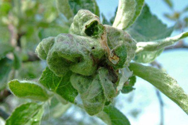 combattre les toiles d'araignée