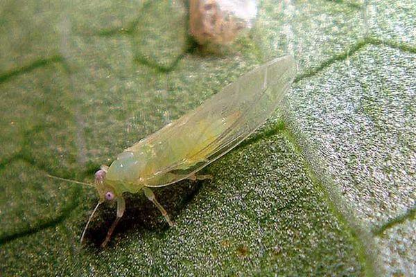 Psylle sur une feuille