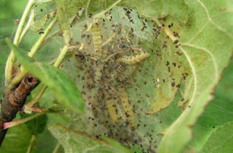 ใยแมงมุมบนใบไม้