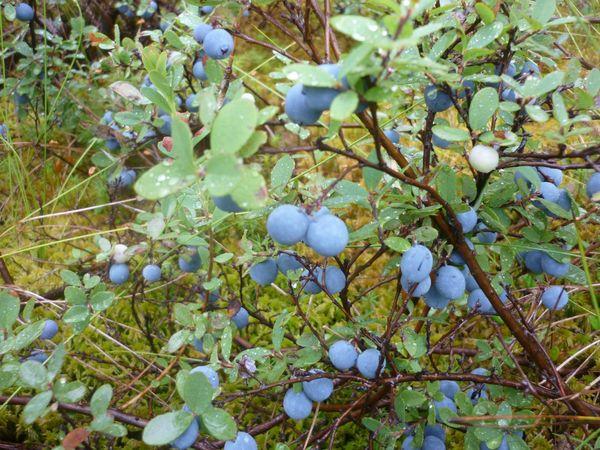 มะเร็งต้นกำเนิด