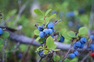 หากบลูเบอร์รี่ไม่ติดผลต้องทำอย่างไร และจะแก้ไขปัญหาอย่างไร