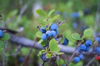 กิ่งก้านที่มีผลเบอร์รี่