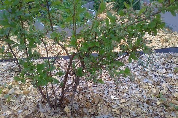 ต้นบลูเบอร์รี่