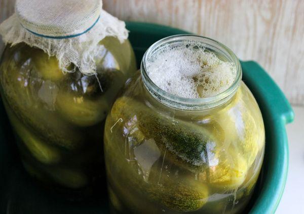 แตงกวาเร่ร่อน