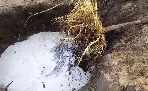 arbre avec des racines