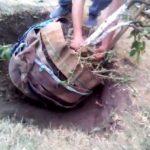 การปลูกต้นไม้