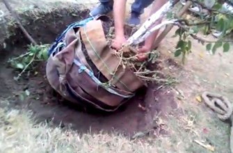 การปลูกต้นไม้