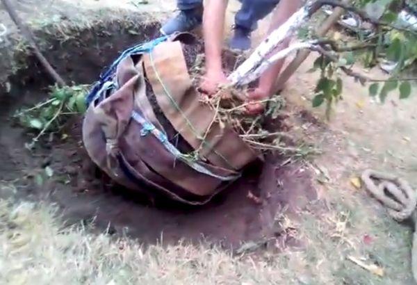 transplantation d'arbres