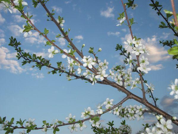 fleur de prunier