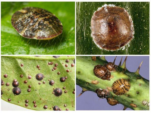 ภายนอกเป็นแมลงเกล็ด