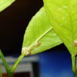 แมลงเกล็ดบนใบ