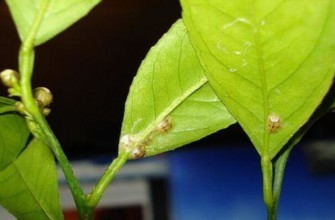 แมลงเกล็ดบนใบ