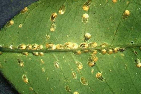 สัญญาณแห่งความพ่ายแพ้