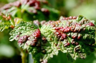 cochenille nuisible