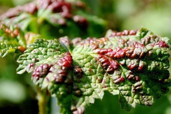 cochenille nuisible