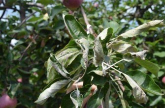 ใบม้วนงอ