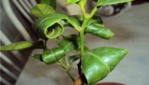 ทำไมใบมะนาวถึงม้วนงอ และควรทำอย่างไร? วิธีการรักษาที่ดีที่สุด