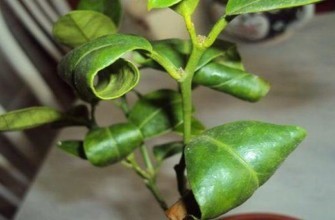 โรคของมะนาว