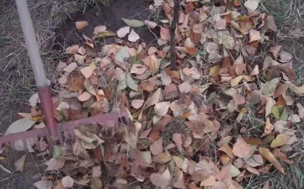 การคลุมดินรอบลำต้นไม้