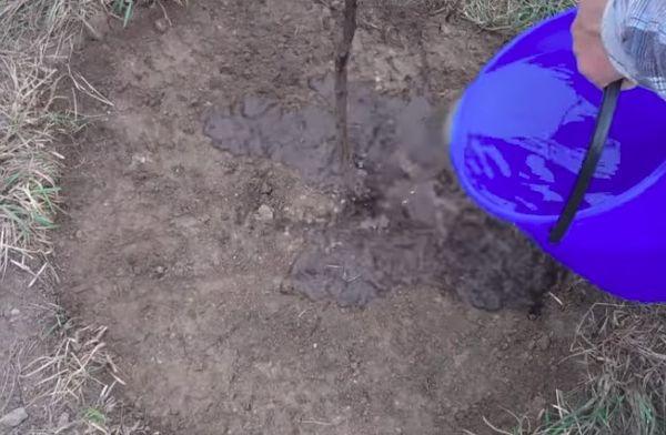 การรดน้ำลูกพลัม