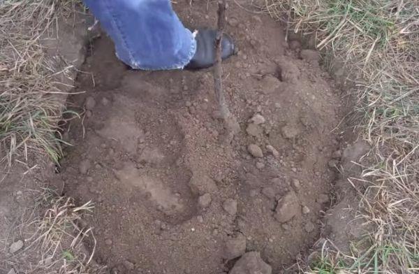 การปลูกต้นไม้