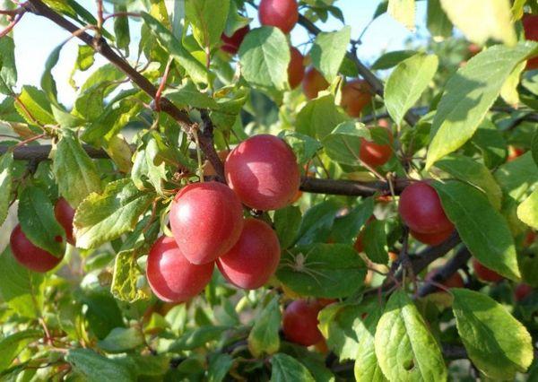 ความหลากหลายของนายพล