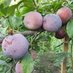 ออตซาร์ก พรีเมียร์