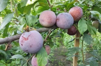 ออตซาร์ก พรีเมียร์