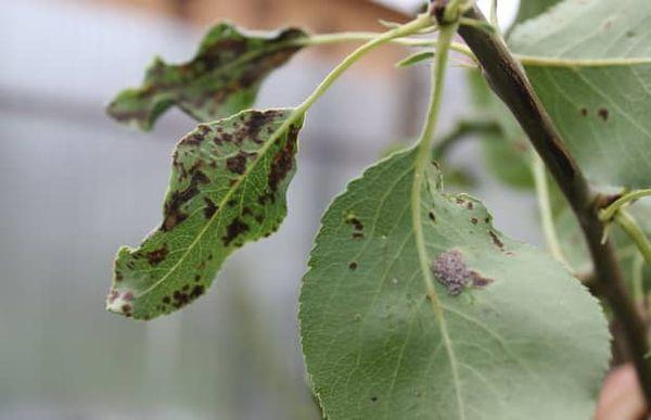 โรคพลัม