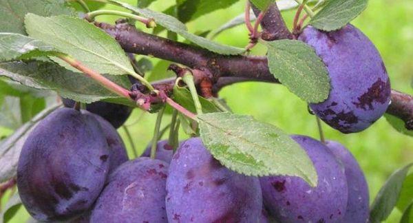 พลัมเอดินบะระ