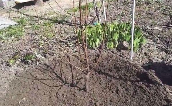 ต้นพลัม