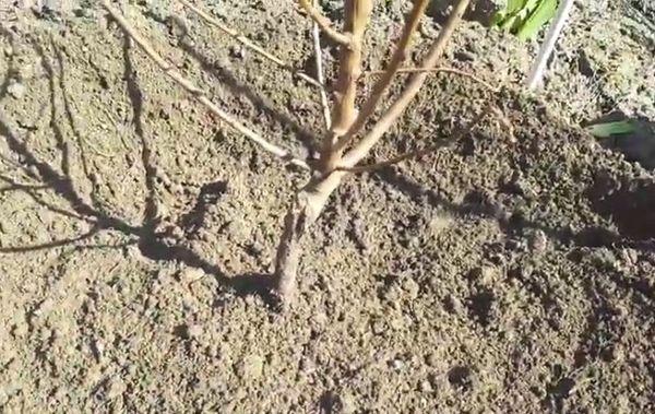 การปลูกต้นกล้า