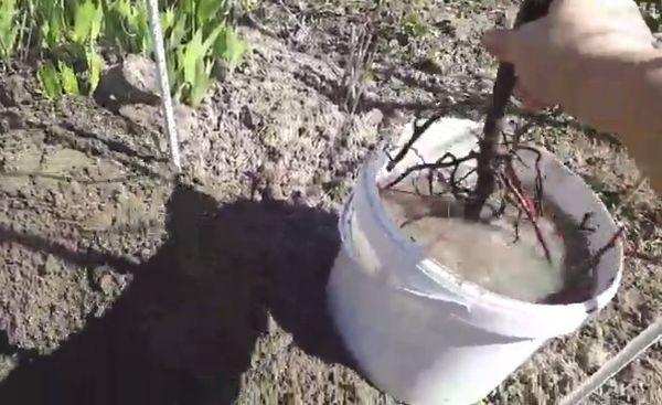 การเตรียมต้นกล้า