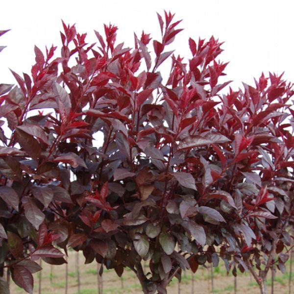 พลัมแคระ