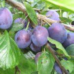 ความงามแห่งโวลก้า