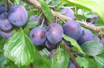 ความงามแห่งโวลก้า