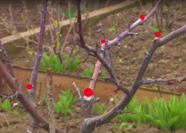 การตัดแต่งกิ่ง