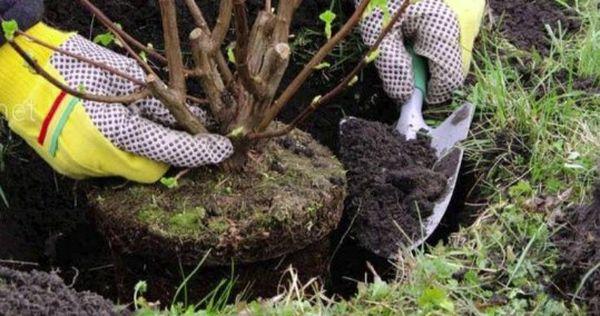 กฎการลงจอด