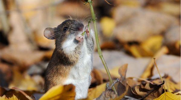 การป้องกันจากสัตว์ฟันแทะ