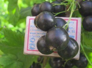 ลักษณะและการปลูกพันธุ์ลูกเกด Dar Smolyaninova